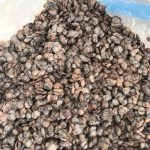1KG FRESH LOCUST BEANS (IRU)