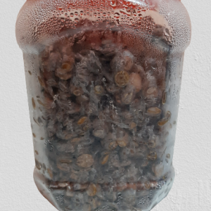 1KG DRIED LOCUST BEANS (IRU) - Image 4